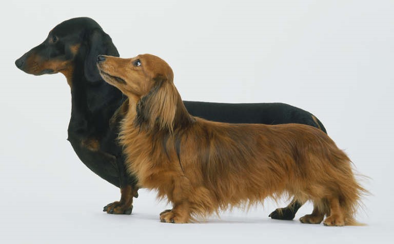 miniature dachshund puppies in Ohio